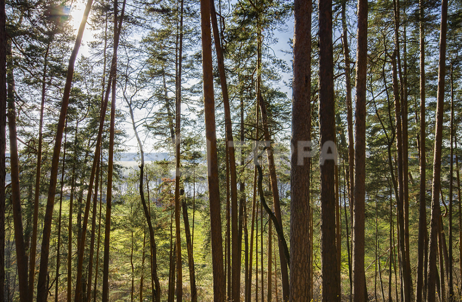 Объект ID 18287 - Участок