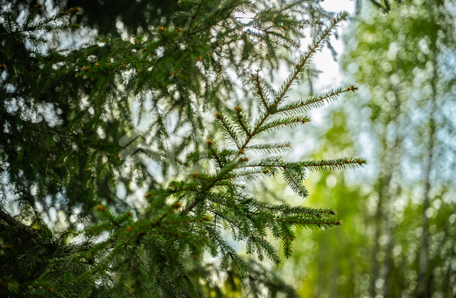 Объект ID 19159 - Участок