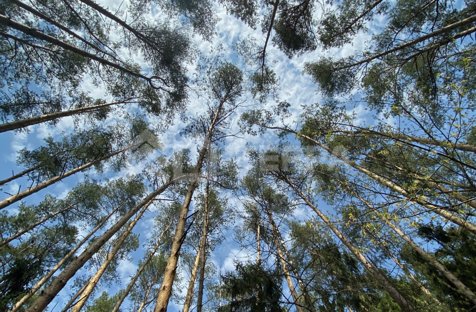 Объект ID 19159 - Участок