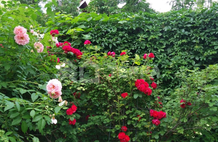 Объект ID 18121 - Дом