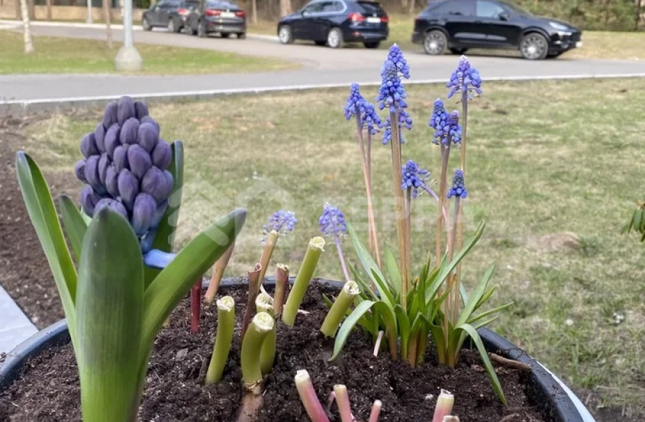 Объект ID 16492 - Дом