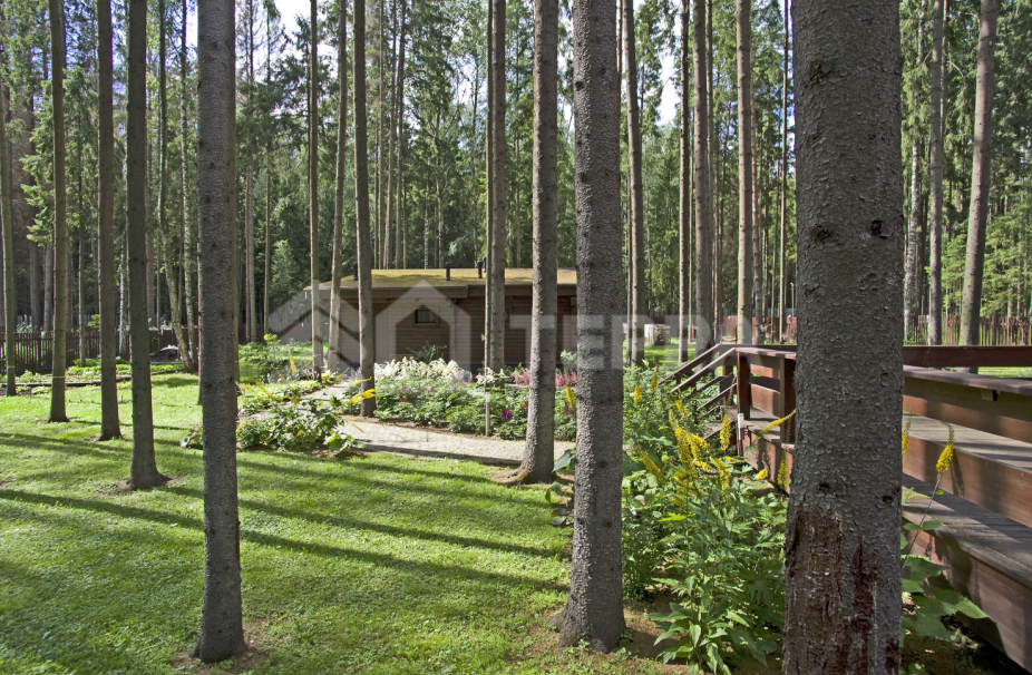 Лесные Зори