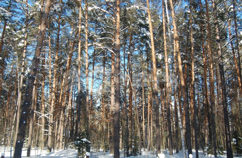 Объект ID 13733 - Участок