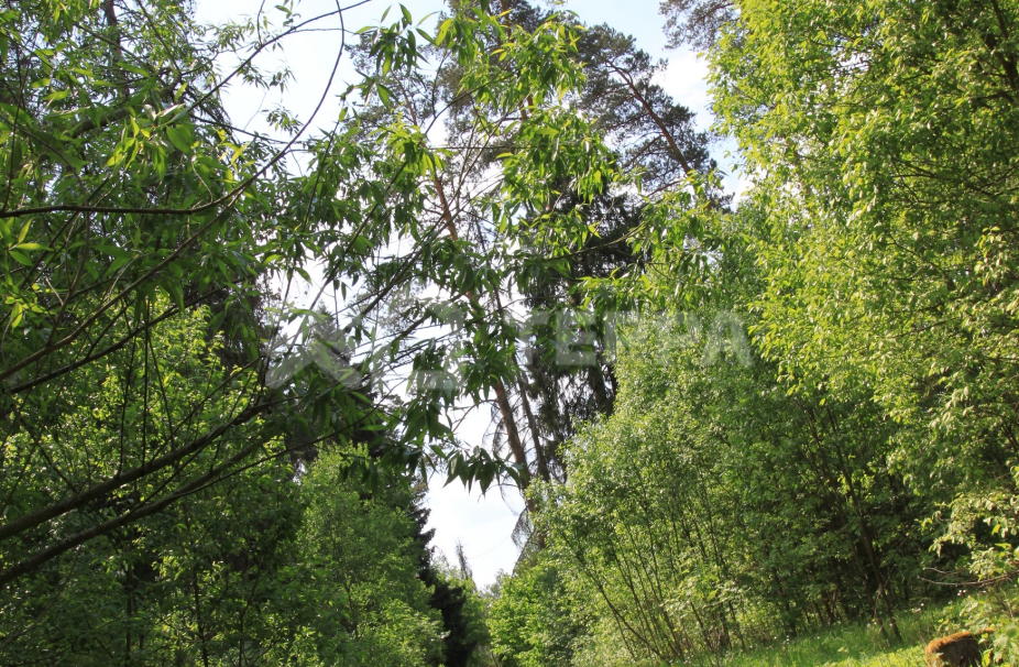 Объект ID 13299 - Участок