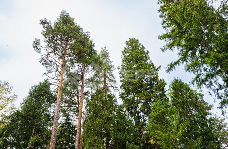 Объект ID 18529 - Участок