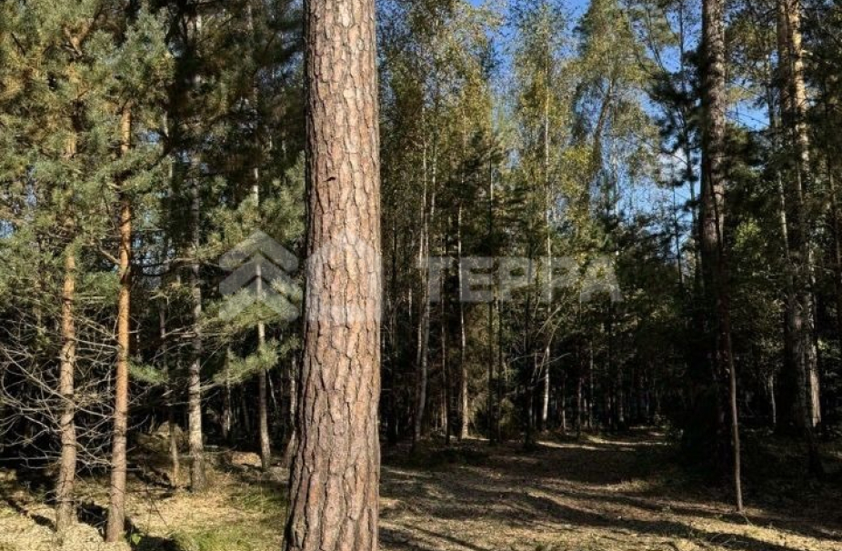 Объект ID 19159 - Участок