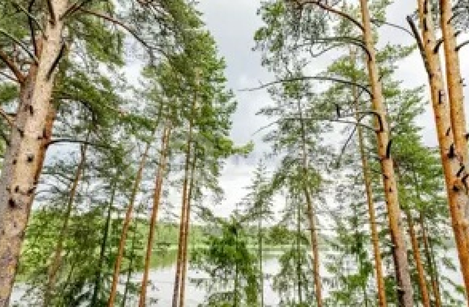 Объект ID 18098 - Дом