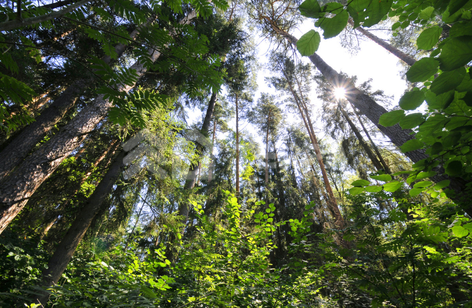 Объект ID 18264 - Участок