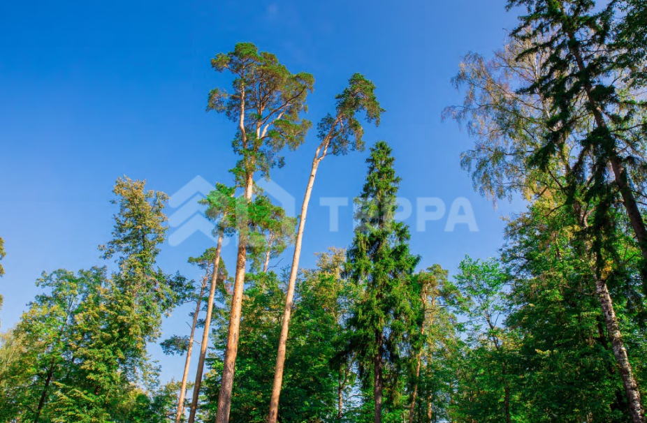 Объект ID 18425 - Участок