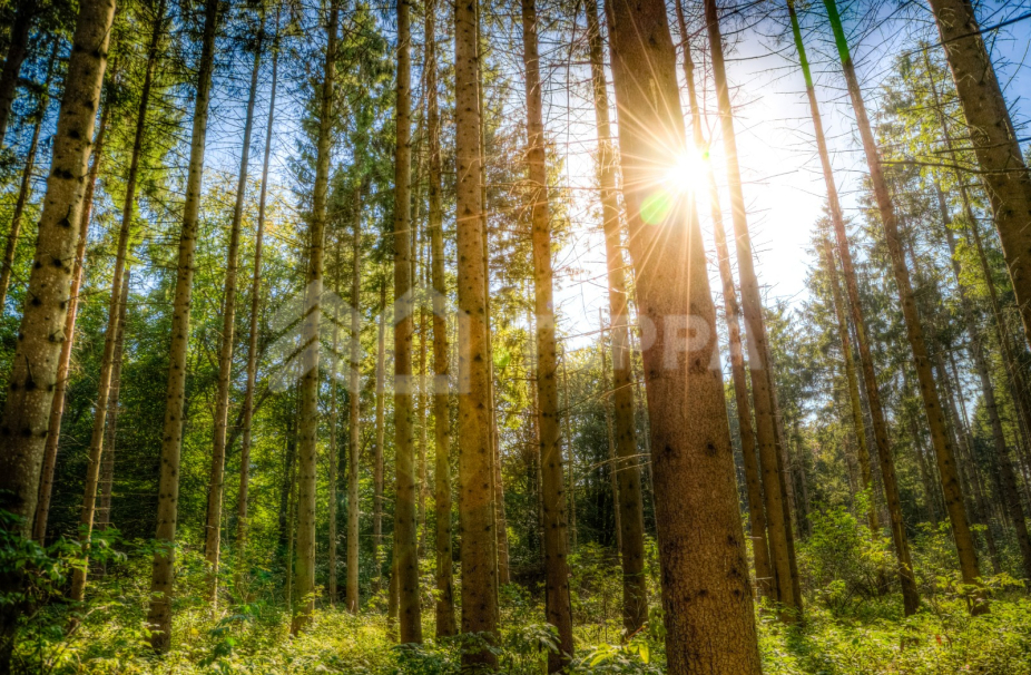 Объект ID 18753 - Участок