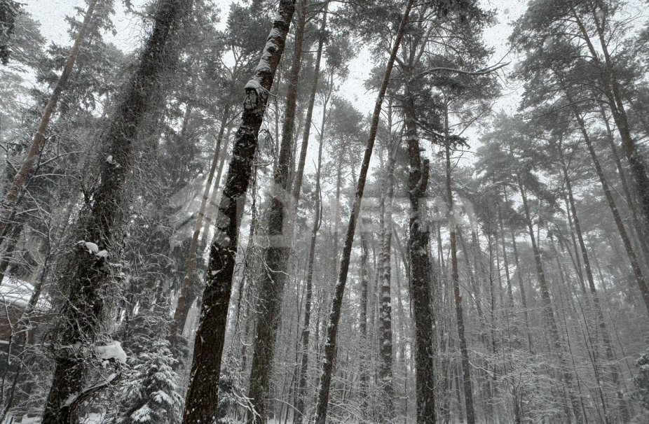 Объект ID 18024 - Участок