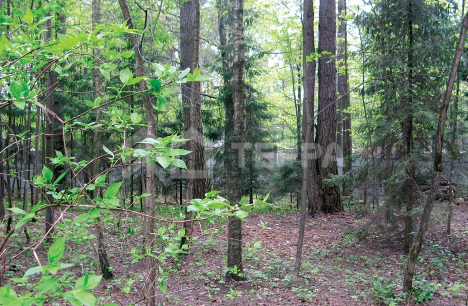 Объект ID 18703 - Участок