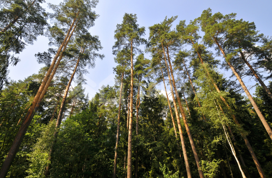 Сады Майендорф (санаторий Барвиха)