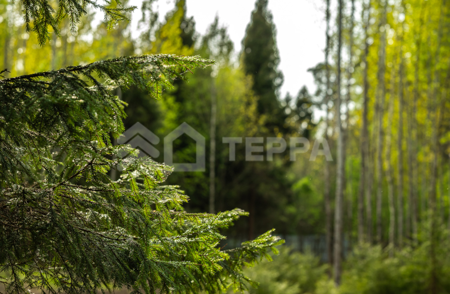 Объект ID 19365 - Участок