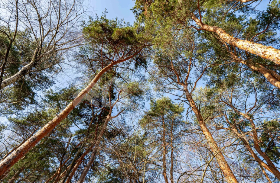 Объект ID 19160 - Участок